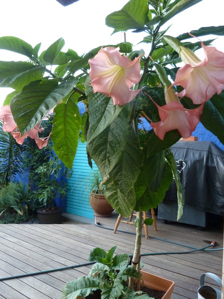 "in the midst of winter, I found there was within me, an invincible summer" Potting shed chat continues here