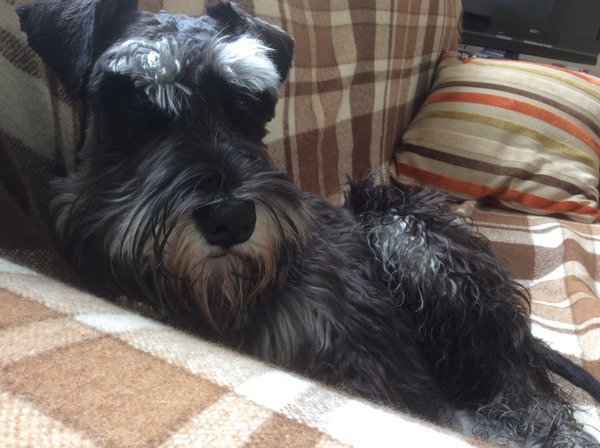 Show us your dogs?
