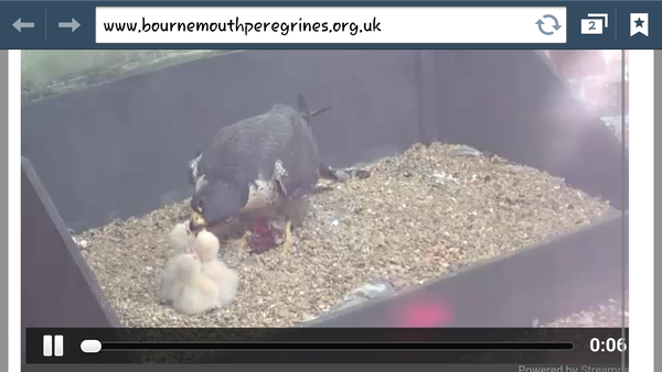 Had a lovely 30 minutes watching the birds in the front garden