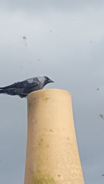 Had a lovely 30 minutes watching the birds in the front garden