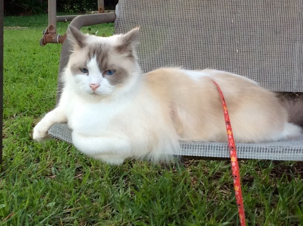 Name ideas for ragdoll kitten? (Boy)