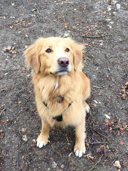 Show us your dogs?