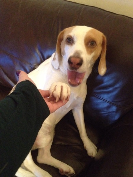 Show us your dogs?