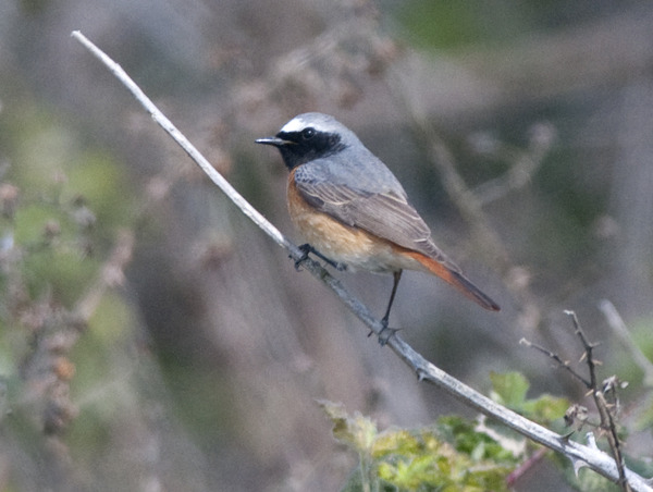 Had a lovely 30 minutes watching the birds in the front garden