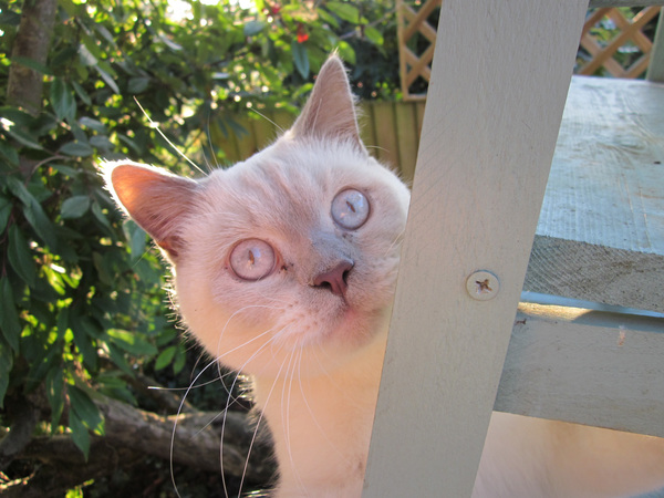 Anyone regretted having a cat?