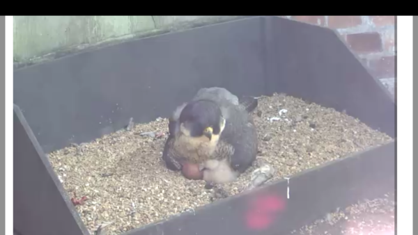 Had a lovely 30 minutes watching the birds in the front garden