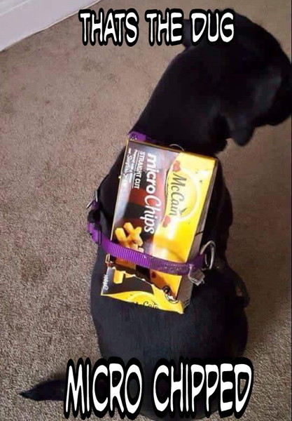 Not to microchip my dog?