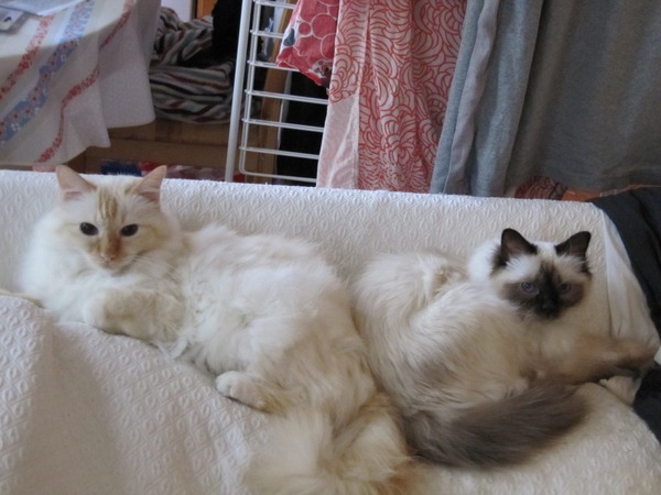 Fellow cat owners,  questions...