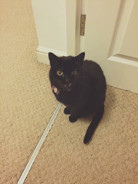 Ollie just chased off...