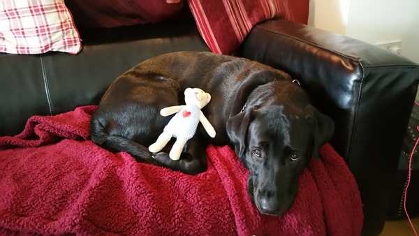 Moving to Aylesbury with a big Lab!