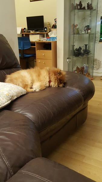 ...to think clean floors and dogs are incompatible?