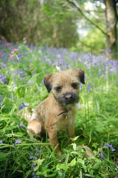 Show us your dogs?