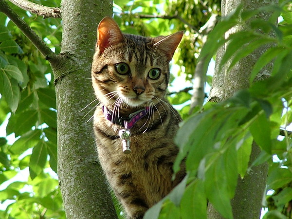 Anyone regretted having a cat?