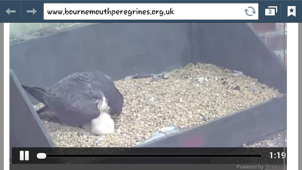 Had a lovely 30 minutes watching the birds in the front garden