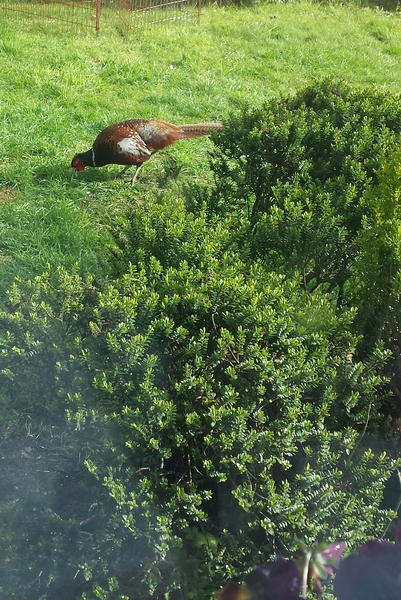 Had a lovely 30 minutes watching the birds in the front garden