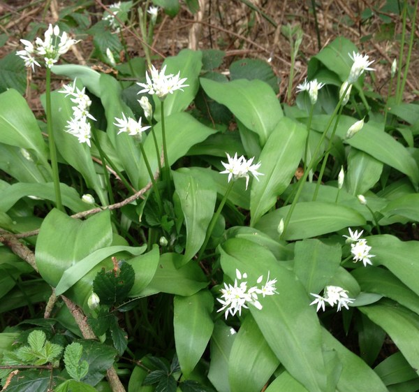 Anyone successfully battled ground elder, onion/wild garlic and ivy?