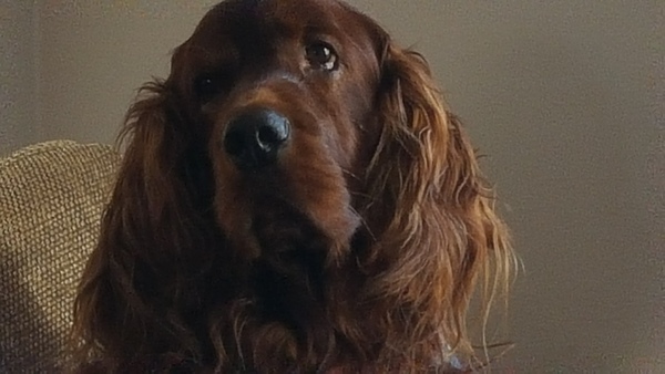 Show us your dogs?