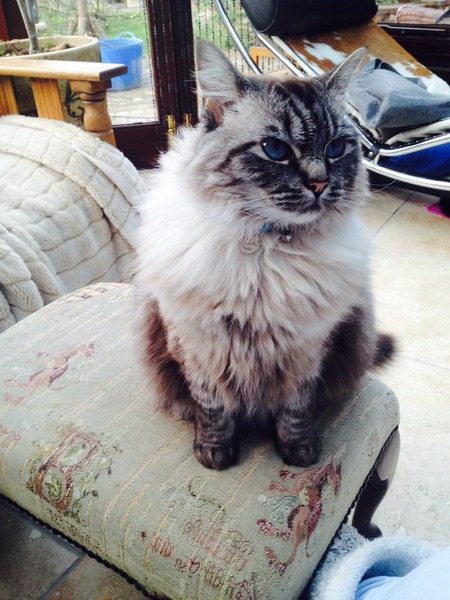 Name ideas for ragdoll kitten? (Boy)