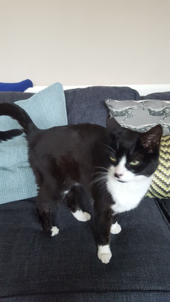 Young bony cat. Is she just a skinny malinkey? Pics included.