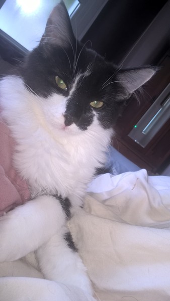 Found my missing cat by a fluke