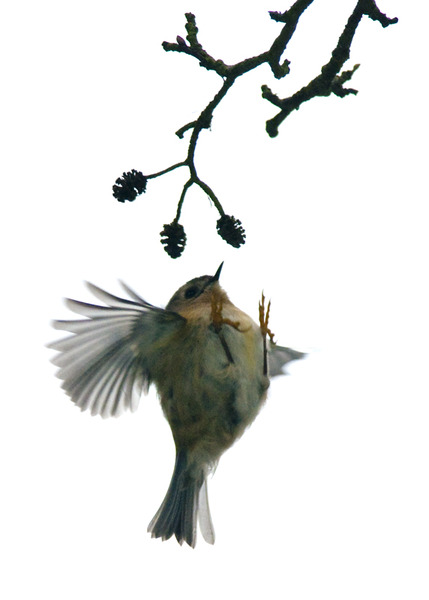 Had a lovely 30 minutes watching the birds in the front garden