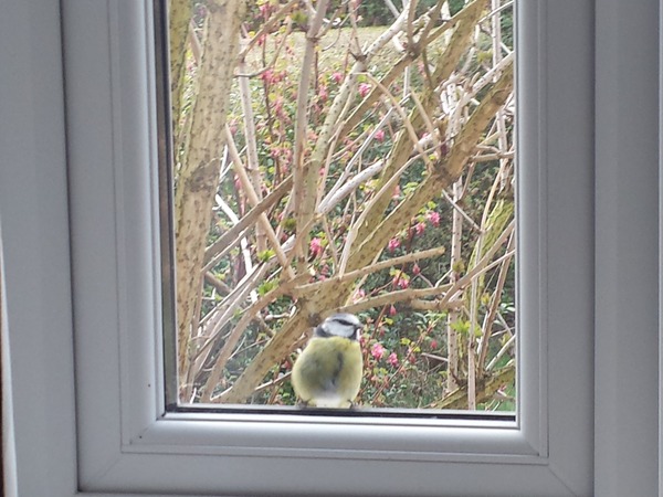 Had a lovely 30 minutes watching the birds in the front garden