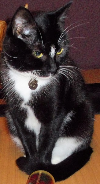 Black and white cat missing L13 Liverpool