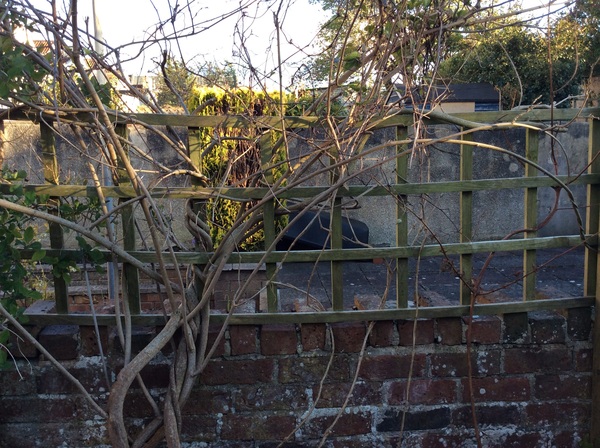 Has my wisteria died?