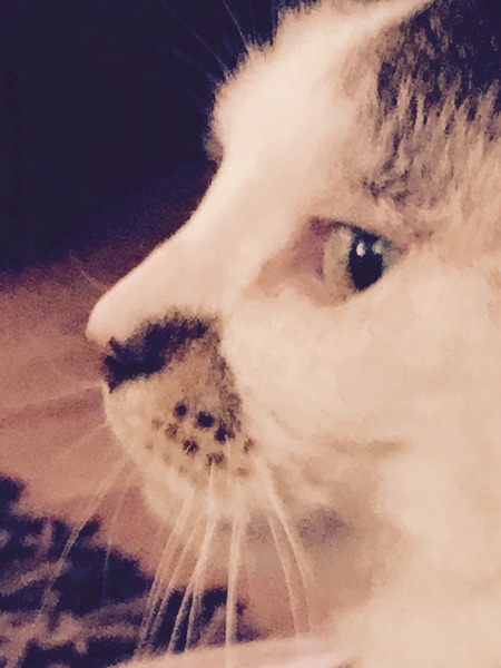 Cat allowed out tomorrow. Scared.