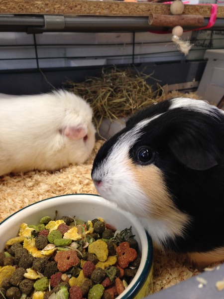 Suitable names?