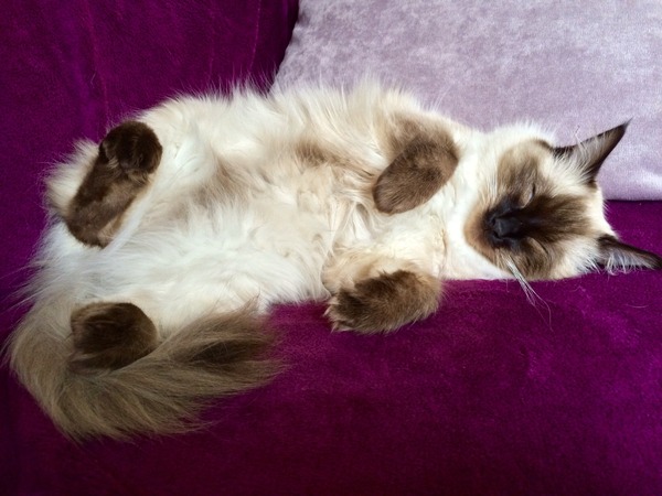 Name ideas for ragdoll kitten? (Boy)