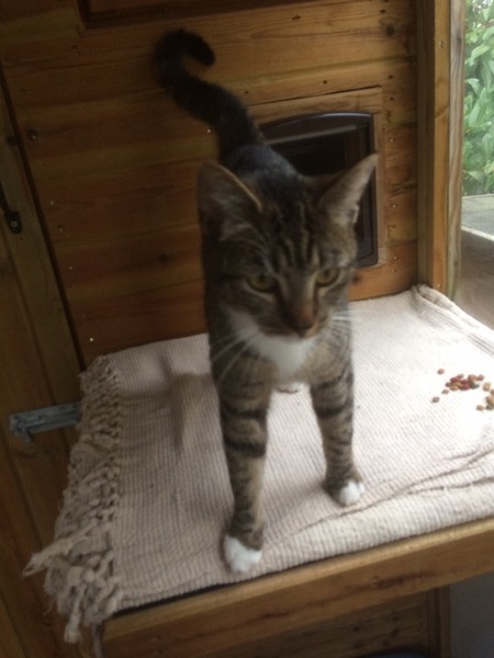 Trying not to get too giddy. Going to see a rescue cat this afternoon.