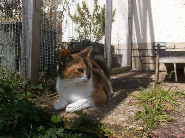 run or cat fence recommendations to keep cat safe in garden