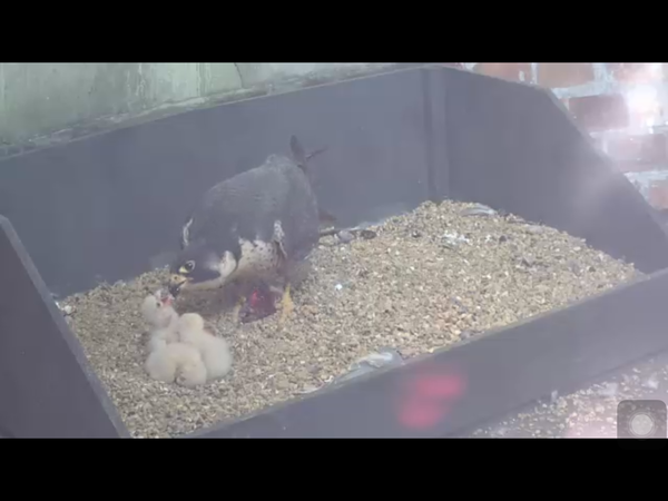 Had a lovely 30 minutes watching the birds in the front garden