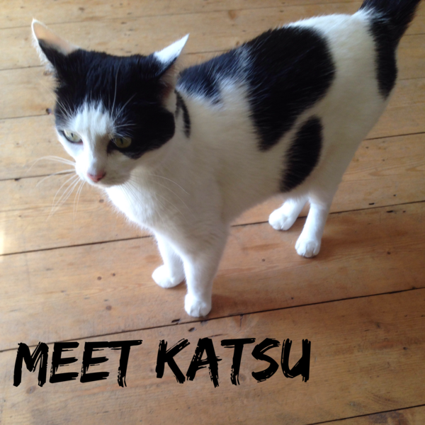 Adopting a rescue cat what do I need to do to prepare