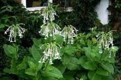 Shady characters - a permanent home for shade garden suggestions!