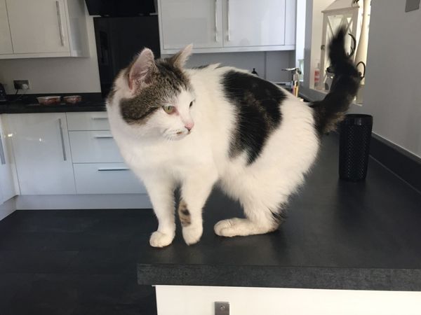 What would you name this cat?