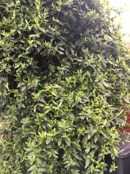 What is this plant??