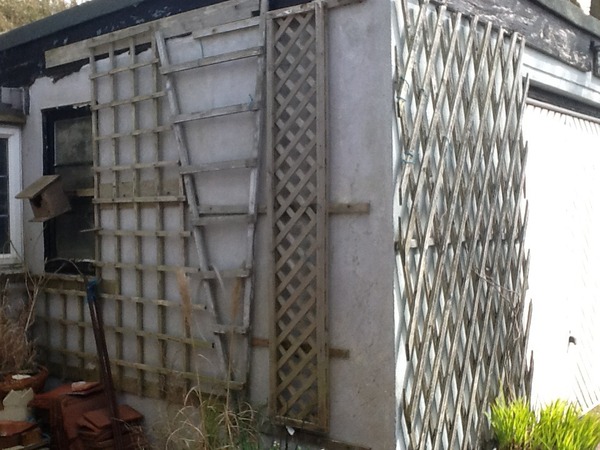 What should I grow up my many trellises?