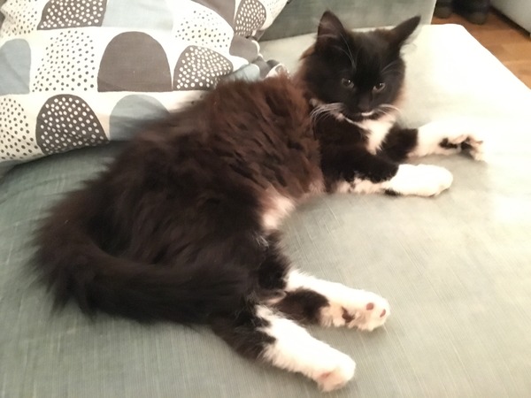 Can anyone find me a rescue cat please? Greater Manc/Lancs