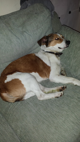 Show us your dogs?