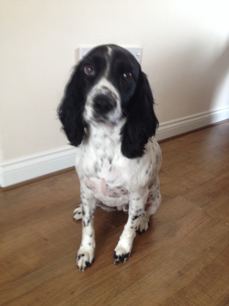 Find out what Mumsnetters thought of the Pedigree® Dog Food Range. £300 voucher prize draw for testers’ feedback. NOW CLOSED