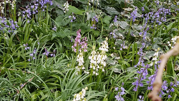 can  anyone identify these plants