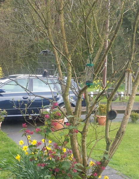 Had a lovely 30 minutes watching the birds in the front garden