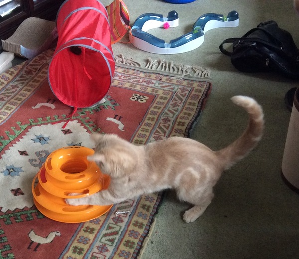 Kitten gets easily bored