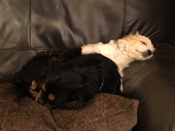 Show us your dogs?