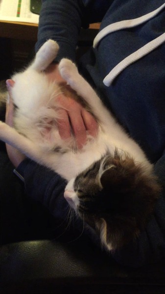 rescue kitten - look at my beauty!
