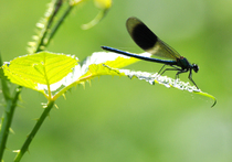 Had a lovely 30 minutes watching the birds in the front garden