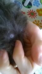 sore spot on guinea pig's back (pics)