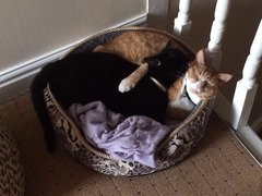 Fellow cat owners,  questions...